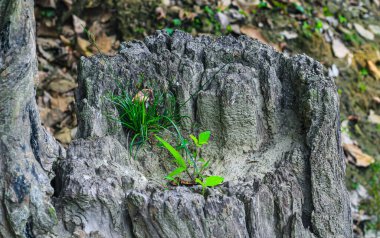 Eski ağaçlardan filizlenen yeni yaşam konsepti. Yeni bir başlangıç ya da iş geliştirme sembolü sembolik.