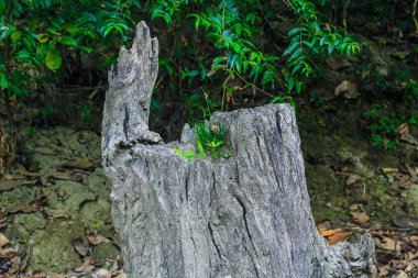 Eski ağaçlardan filizlenen yeni yaşam konsepti. Yeni bir başlangıç ya da iş geliştirme sembolü sembolik.
