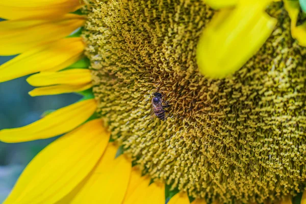 Медовая Пчела Опыляет Подсолнух Пчела Опыляет Подсолнух Селективный Фокус — стоковое фото