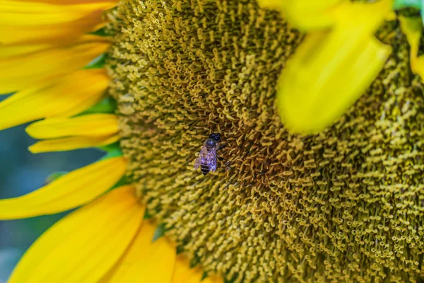 Plante Tournesol Pollinisatrice Abeilles Domestiques Miel Abeille Pollinisant Tournesol Concentration — Photo