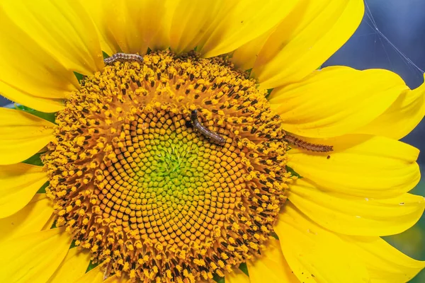 Chenille Sur Tournesols Jaunes Peste Tournesol Gros Plan Chenille Sur — Photo