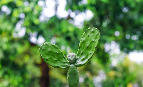 Ein Seltenes Bild Der Kakteenpflanze Menschenförmige Kakteenpflanze Mit Grünem Bokeh — Stockfoto