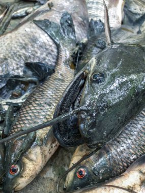 Vallago attu tatlı su köpekbalığı keskin dişli, nehir canavarı balıklı yayın balığı. Tabağa yerleştirilmiş uzun kuyruklu yayın balığı.