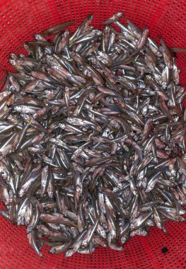 Bir sürü ölü halı balığı. Bir grup küçük balık kapanışı. Bir yığın küçük ançüez mola halısı ya da yas balığı..