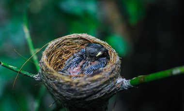 Yuvadaki yeni doğan kuş yaklaşıyor. Yuvadaki küçük bir kuş annesini bekliyor. Yavru kuş yakından bak. Çimenden yapılmış bir kuş yuvasında yaşıyor.