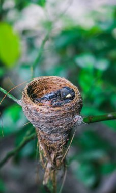 Yuvadaki yeni doğan kuş yaklaşıyor. Yuvadaki küçük bir kuş annesini bekliyor. Yavru kuş yakından bak. Çimenden yapılmış bir kuş yuvasında yaşıyor.