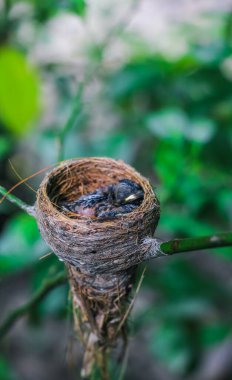 Yuvadaki yeni doğan kuş yaklaşıyor. Yuvadaki küçük bir kuş annesini bekliyor. Yavru kuş yakından bak. Çimenden yapılmış bir kuş yuvasında yaşıyor.
