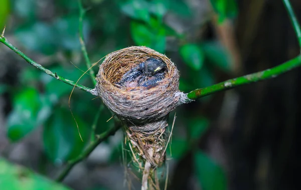 The newborn bird in the nest closes up. A small little bird in the nest waits for its mother. Baby bird close look. Living in a bird\'s nest made of grass.