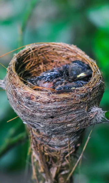 The newborn bird in the nest closes up. A small little bird in the nest waits for its mother. Baby bird close look. Living in a bird's nest made of grass.