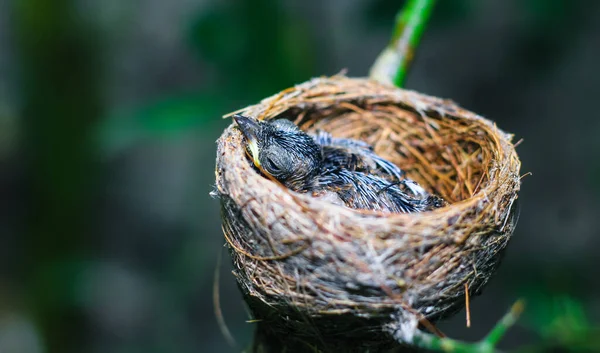 Newborn Bird Nest Closes Small Little Bird Nest Waits Its — Stock Photo, Image