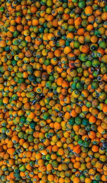 Orangene Betelnüsse Oder Areca Catechu Nuss Fruchtsträuße Seiner Palme Betelnuss lizenzfreie Stockfotos