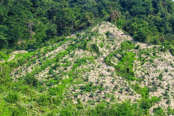 Ormanların Yok Edilmesi Çevre Sorunu Yağmur Ormanları Petrol Palmiyeleri Için — Stok fotoğraf