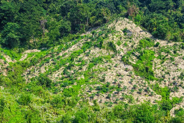 Ormanların Yok Edilmesi Çevre Sorunu Yağmur Ormanları Petrol Palmiyeleri Için — Stok fotoğraf