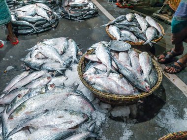 Lezzetli balık, Tenualosa ilisha ya da hilsa balığı, Hint Yarımadası 'nda çok popüler ve arzulanan bir yemektir. Bangladeş 'in ulusal balığı..