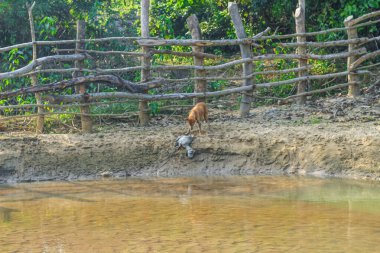 Nehrin kıyısında bir köpek çürük bir keçiyi yiyor. Sokak köpeğinin bir keçinin cesedini yerken çekilmiş bir manzara fotoğrafı..