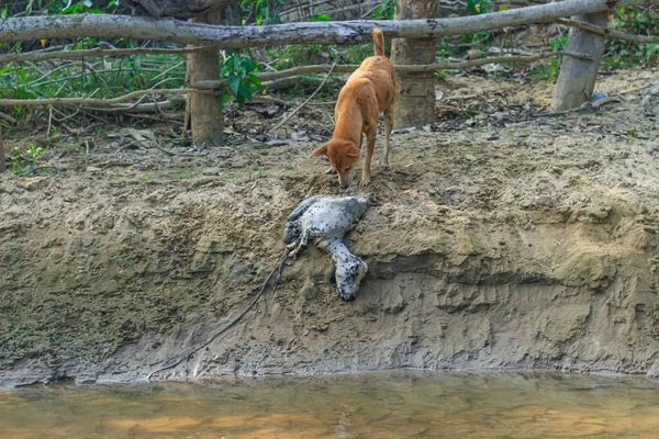 A dog is eating a rotten goat on the bank of the river. Outdoor landscape photo of the street wild dog eating a dead body of a goat.