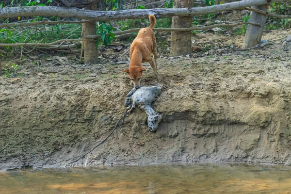 A dog is eating a rotten goat on the bank of the river. Outdoor landscape photo of the street wild dog eating a dead body of a goat.