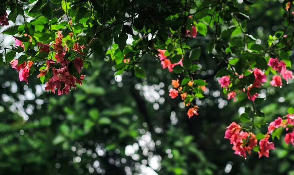 Bougainvillea Glabra Oder Papierblume Ist Die Häufigste Art Von Bougainvillea — Stockfoto