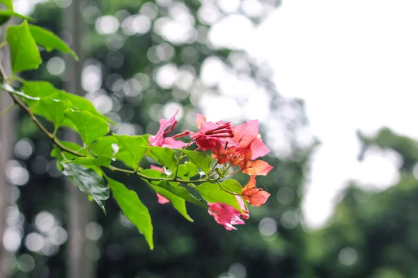 Bougainvillea Glabra Χάρτινο Λουλούδι Είναι Πιο Κοινό Είδος Μπουκαμβίλιας Που Φωτογραφία Αρχείου