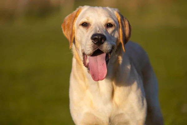 Schöne Junge Goldene Labrador Läuft Mit Einem Ball Mund Mit — Stockfoto