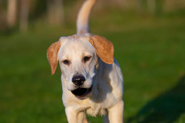 Hermoso Joven Golden Labrador Corre Con Una Bola Boca Con —  Fotos de Stock