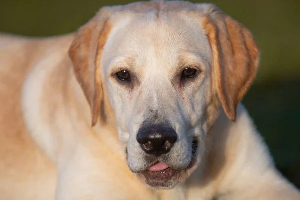 Gyönyörű Fiatal Golden Labrador Fut Egy Labdát Szájában Egy Őszi — Stock Fotó