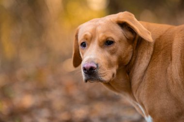 Güzel kahverengi ya da kızıl labrador dişi köpek açık havada resmedilmiş.