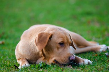 Güzel kahverengi ya da kızıl labrador dişi köpek açık havada resmedilmiş.