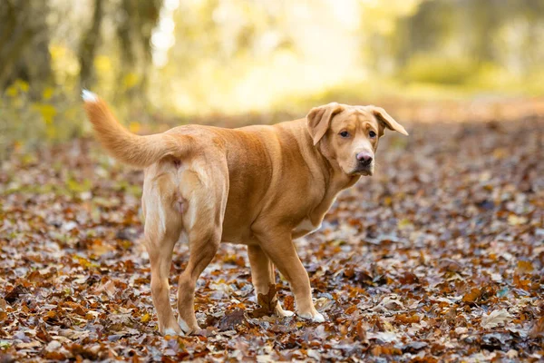 Schöne Braune Oder Ingwer Labrador Hündin Freien Abgebildet — Stockfoto