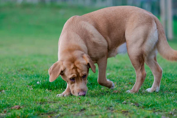 Bella Marrone Zenzero Labrador Cane Femmina Nella Foto All Aperto — Foto Stock