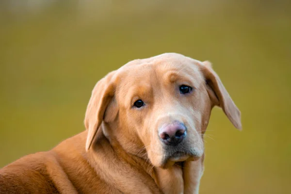 Szép Barna Vagy Gyömbér Labrador Női Kutya Képezett Szabadban — Stock Fotó