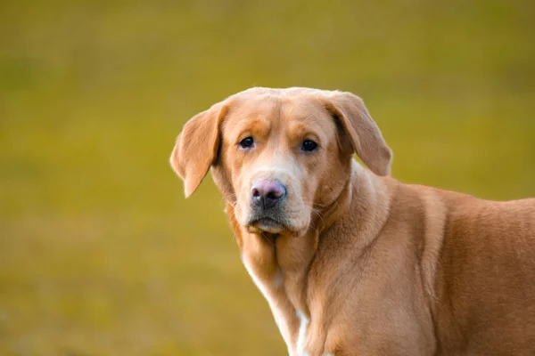 Precioso Perro Labrador Marrón Jengibre Hembra Foto Aire Libre — Foto de Stock