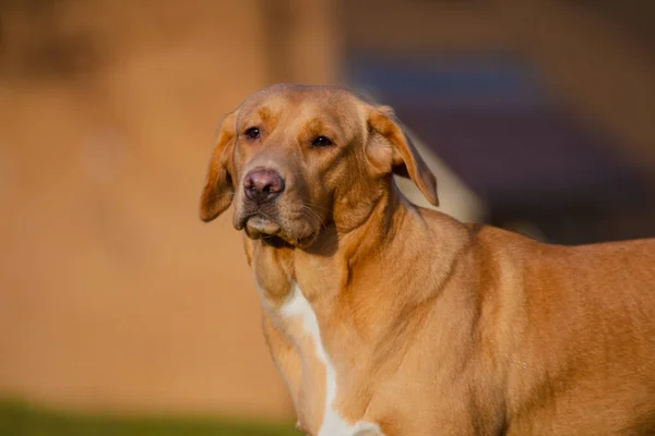 Szép Barna Vagy Gyömbér Labrador Női Kutya Képezett Szabadban — Stock Fotó