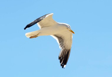 Kanatları açık uçan martılar ve arka planda güzel bir gökyüzü..