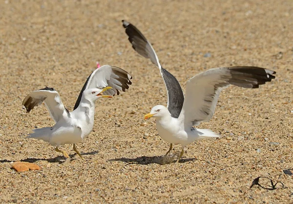 Gaviotas Una Playa Buscando Restos Comida Gente — Foto de Stock