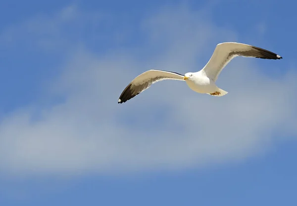 Gaviota Volando Con Las Alas Extendidas Cielo Precioso Fondo — Foto de Stock