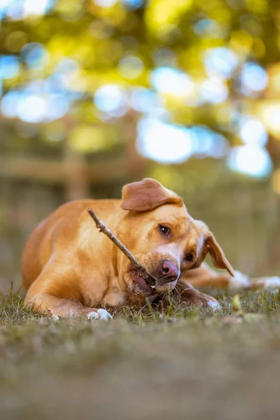 Labrador Marrone Masticare Ramo Albero Mentre Posa Sull Erba Con — Foto Stock