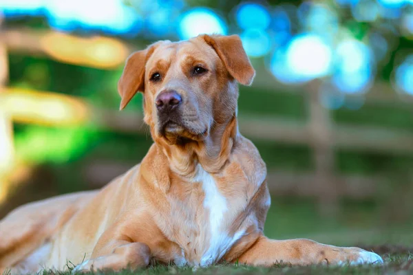 Portrait Brown Labrador Pictured Outdoors Laying Grass Lovely Creamy Background — Stock Photo, Image