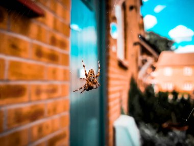 UK Garden Spider hanging on the spider web in a residential area.