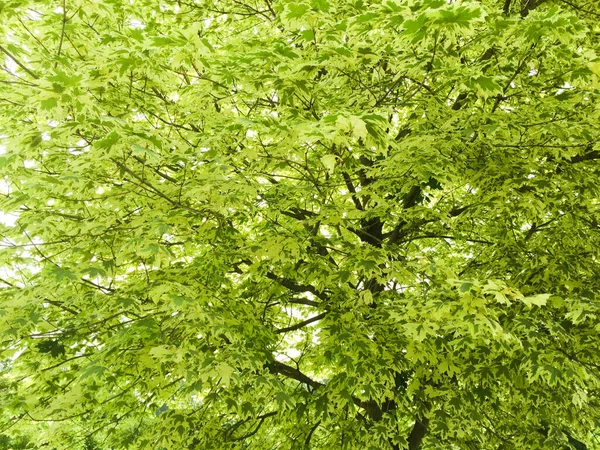 Groene Achtergrond Van Boombladeren Lichtgroene Kleur Vallende Zonnestralen Bladeren — Stockfoto