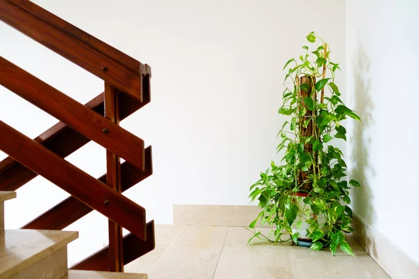 Odanın iç tarafındaki merdivenlere saksı yerleştirir.