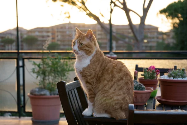 Günbatımında şehirde kedi yavrusu