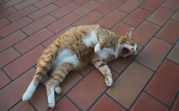 Kedi yavrusu düşmekten acı içinde bağırıyor.