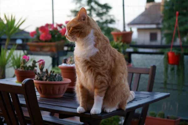 Kedi terrac 'tan gün batımını izliyor.