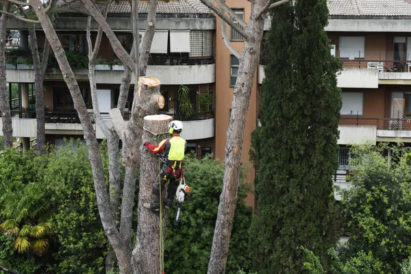 Ormanda ağaç kesiyor.