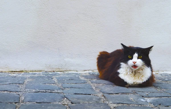 Pis sokak kedisi Eski sokakta rahatlamış