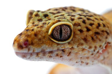 Kertenkele izole. Eublepharis baş ve göz kapaklarını kapatın..