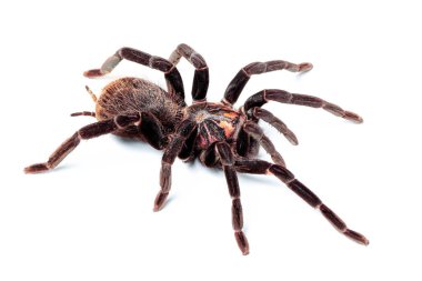 Beyaz arka planda Xenesis bu immanis. Tarantula örümceği izole et.