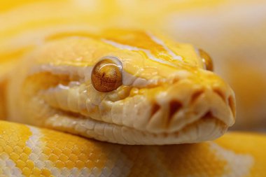 Python molurus albino, yaklaşın. Kapak için yakın plan yılan..