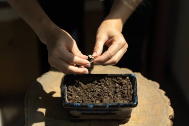 Topraklı bir kabın içine bitki tohumları ekiyorum. Evde bahçe işleri..